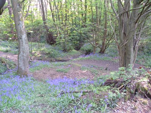 6. Bluebell Wood